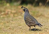 California Quail